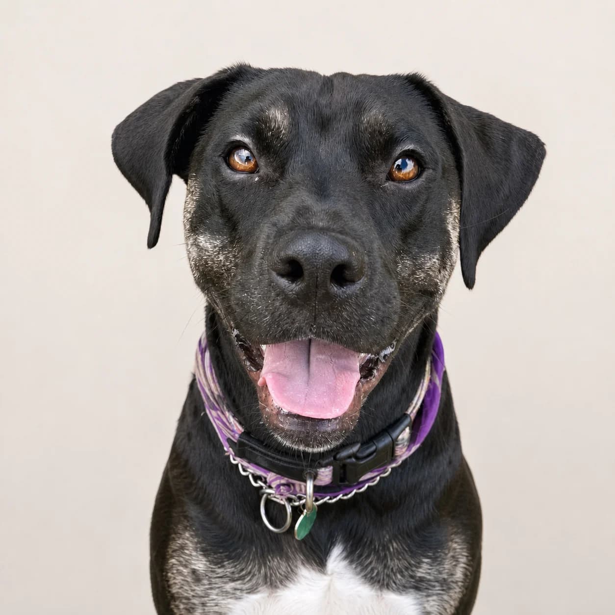 Pet ID Photo result